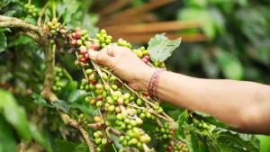 British Coffee Association - Sustainability